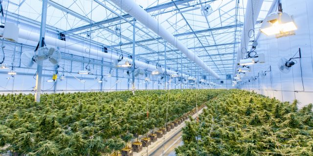 Cannabis in Greenhouse