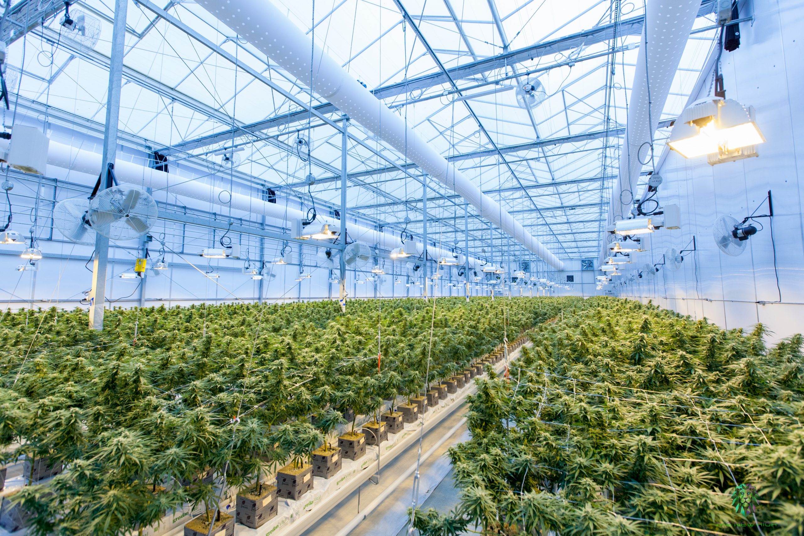 Cannabis in Greenhouse